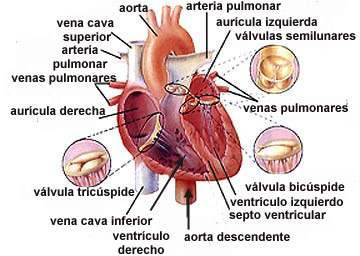 venas arterias y valvulas del corazon venas arterias y valvulas del corazon